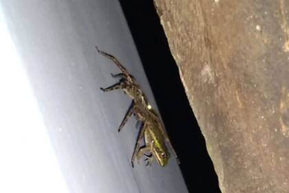 La escena del arácnido que devora a su presa fue tomada en una casa de la India por un joven estudiante y luego se viralizó