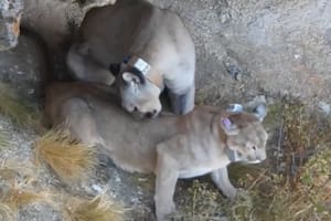 Filmaron por primera vez el cortejo de apareamiento entre dos pumas