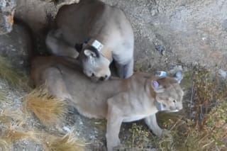 Filmaron por primera vez el cortejo de apareamiento entre dos pumas