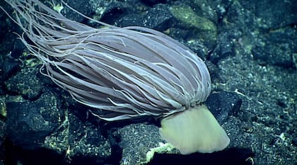 La esfera dorada está formada por restos de una anémona de aguas profundas