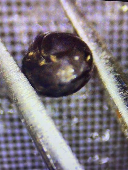 La esférula encontrada (Avi Loeb)