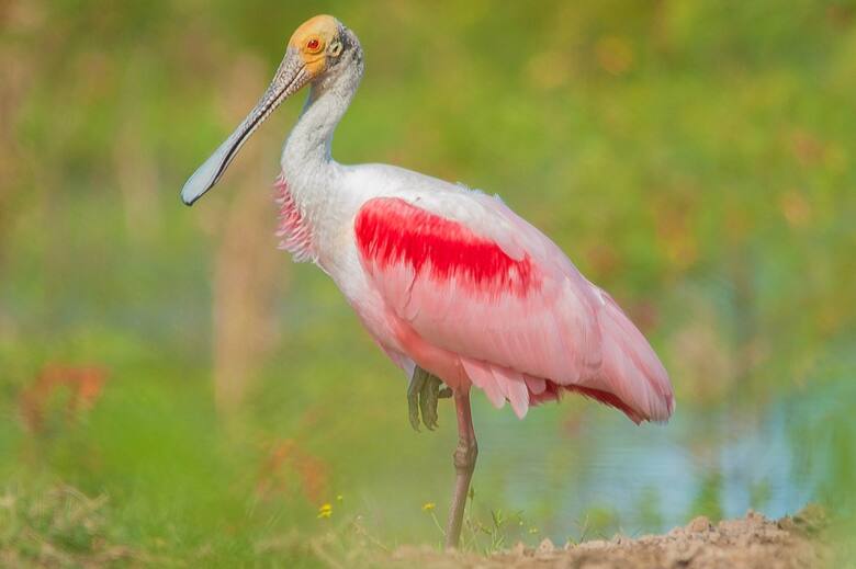 Ceibas, Entre Ríos: la meca internacional para el avistaje de aves que atrae turistas de todo el mundo