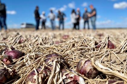 La especialidad de Oregón es la cosecha de cebollas