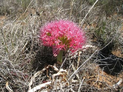 La especie Boophone disticha es la fuente más probable del veneno