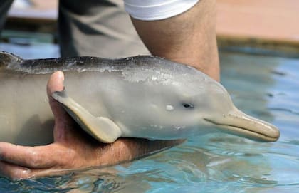 La especie de delfín franciscana está en peligro de extinción