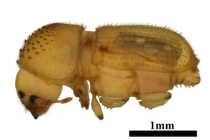 La especie de escarabajo que hallaron los agentes entre las pertenencias de un pasajero
