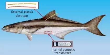 La especie de pez, cobia, es objeto de investigación en busca de una mayor comprensión de su comportamiento