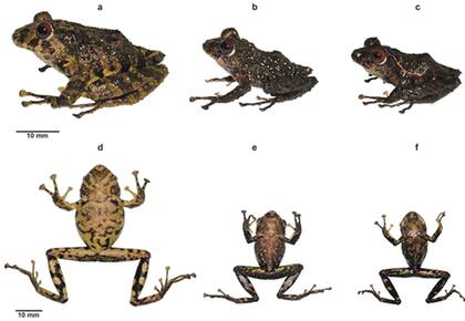 La especie de rana bautizada Led Zeppelin en honor a la legendaria banda de rock