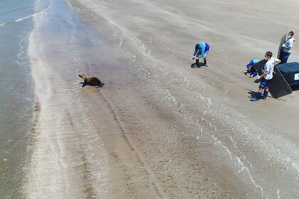 La especie es la otaria flavescens