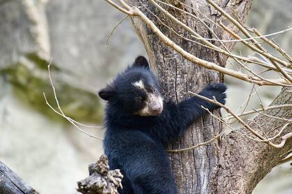 La especie es considerada como vulnerable a la extinción por diversos organismos internacionales como la UICN (Foto: Facebook/@QueenZoo)