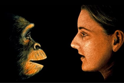La especie Homo sapiens sapiens no evolucionó de los monos, sino que comparte un ancestro común con ellos