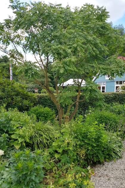 La especie Koelreuteria paniculata usualmente se destina a jardines y patios de variado tamaño.