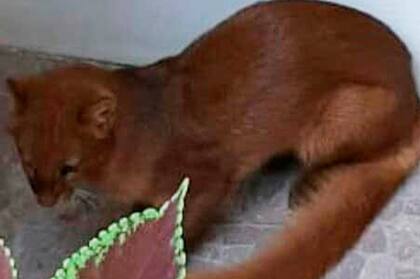 La especie se encuentra en vías de extinción por los desmontes y la desforestación de los montes entrerrianos