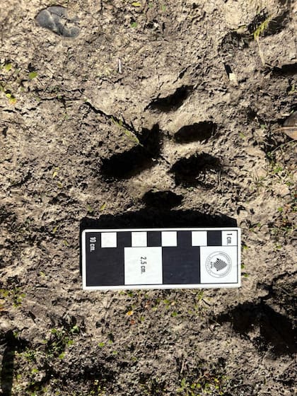 La especie se encuentra muy amenazada en el país (Foto: argentina.gob.ar)