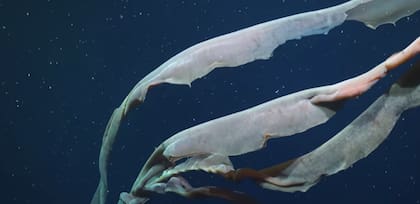 La especie se llama Stygiomedusa gigantea (Foto: Schmidt Ocean)