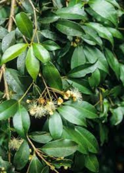 La especie Syzygium tiene la capacidad de absorber el aire tóxico, por ende se sugiere conservar una maceta dentro de tu casa
