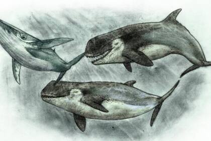 La especie vivió hace 13 millones de años