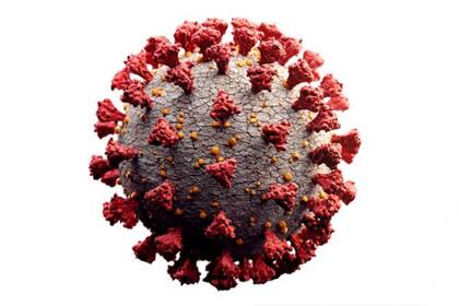 La espícula (en colores rojizos) interactúa con el receptor celular