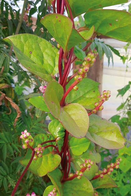 La espinaca malabar se siembra en primavera en almácigo o directamente al lado del cerco. Es conveniente escarificar las semillas para acelerar la germinación.