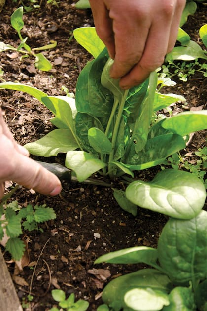 La espinaca se puede sembrar al voleo o en almácigo