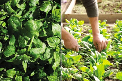 La espinaca también permite la siembra en almácigos, para luego trasplantarla al cantero.