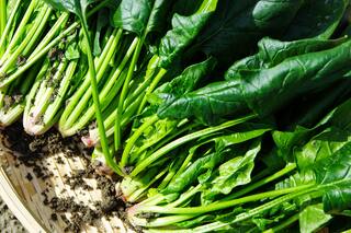 La planta que puede aliviar dolores en las articulaciones y evitar inflamaciones