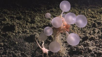La esponja carnívora "bola de la muerte" fue descubierta cerca de las Islas Sandwich del Sur, en el océano Atlántico