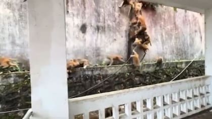 La estampida de monos que generó temor en China