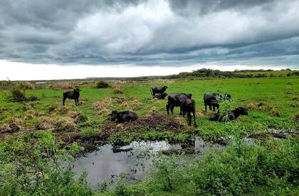 La Estancia Coembá cuenta con 2300 hectáreas costeras del Paraná, incluyendo 300 de media loma y 2000 de bañados, esteros, pajonales de cortadora y carrizales