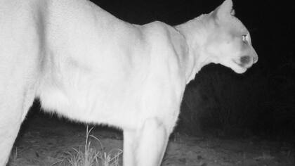 Los pumas sulen merodear la zona, aunque es muy difícil poder verlos