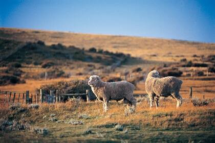 La estancia Monte Dinero cría ovejas