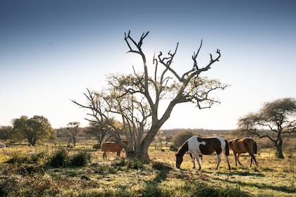 La estancia tiene además un sector que es reserva natural.