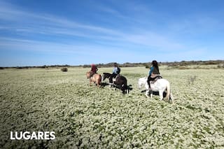 El paisaje muy árido que se llena repentinamente de flores, tal como en Atacama
