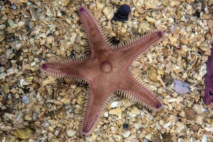 La estrella de mar, Astropecten irregularis, vive sumergida en sedimentos