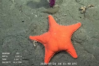 ¿Cuánto sabés sobre el streaming del Conicet?