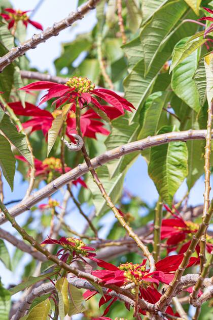 La estrella federal es relativamente fácil de cultivar, aunque requiere ciertos cuidados