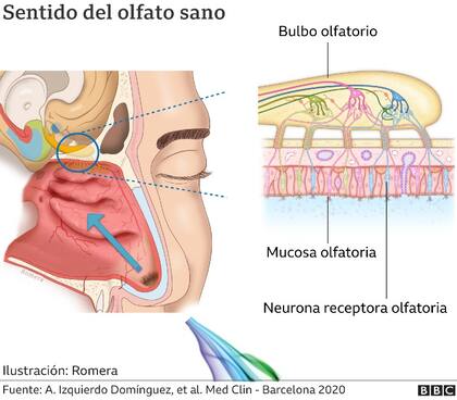 La estructura anatómica y fisiológica del olfato