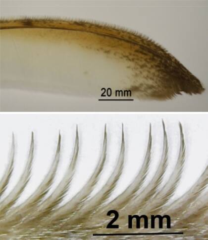 La estructura de las plumas, en detalle, muestra cómo evitan las turbulencias al redireccionar el aire, y de esa forma reducen el ruido