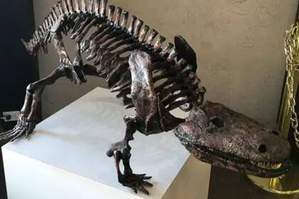 La estructura ósea del animal era frágil, lo que hace aún más valioso este descubrimiento reciente