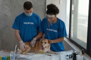 La eutanasia en mascotas es un procedimiento veterinario que provoca la muerte de un animal de manera rápida, indolora y sin sufrimiento (imagen ilustrativa)