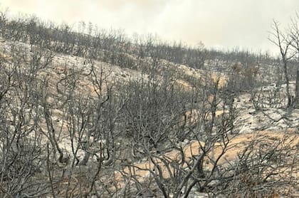 La evacuación de los animales fue una carrera contra el tiempo. “Mi vecino logró mover su hacienda al igual que nosotros, que con nuestra gente logramos mover hacia abajo, a lugares un poco más seguros”, cuenta Goya