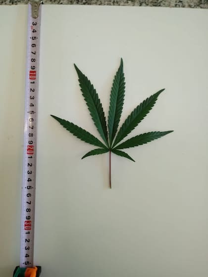 La evolución del cultivo de las plantas de cannabis es estudiado por los expertos de Agrogenética Riojana