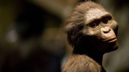 La evolución por selección natural actúa "solamente por acumulación de variaciones pequeñas, sucesivas y favorables", según Darwin.