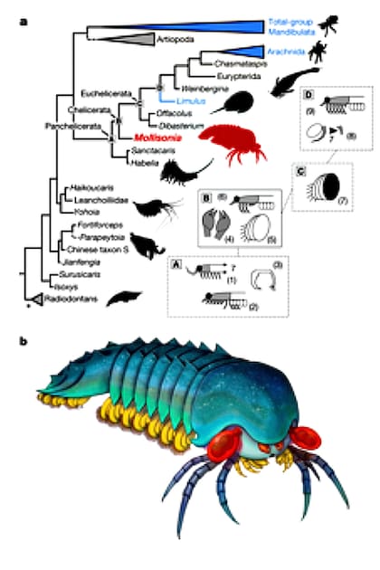 La evolución, según los expertos