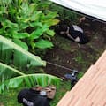 Una tortuga, el único hallazgo “nuevo” en el jardín donde enterraron a Diego Fernández Lima