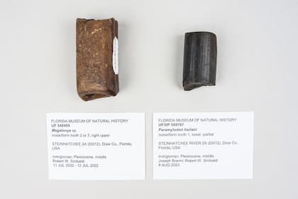 La excavación sigue en proceso y se espera encontrar más fósiles en el sitio