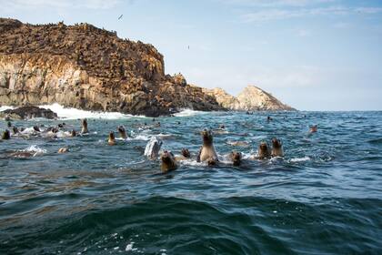 La excursión a Islas Palomino, para nadar con lobos marinos, parte del Puerto de El Callao.
