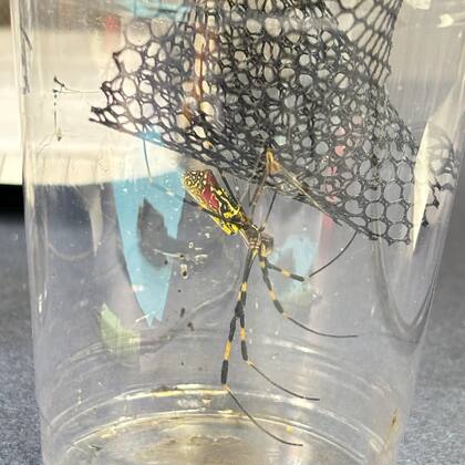 La expansión de las arañas Joro puede ser un peligro para las especies nativas de EE.UU.