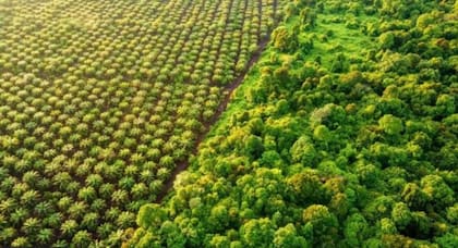 La expansión de las plantaciones de palma de aceite pone en riesgo la biodiversidad