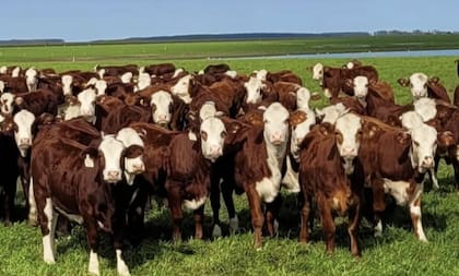 La expansión lo llevó a distintas zonas, desde Entre Ríos hasta el sudoeste bonaerense, donde consolidó un esquema diversificado con campos especializados en cría, recría, agricultura y terminación (feedlot)